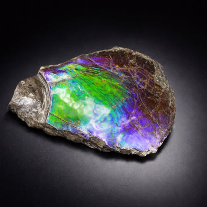 Ammolite 7