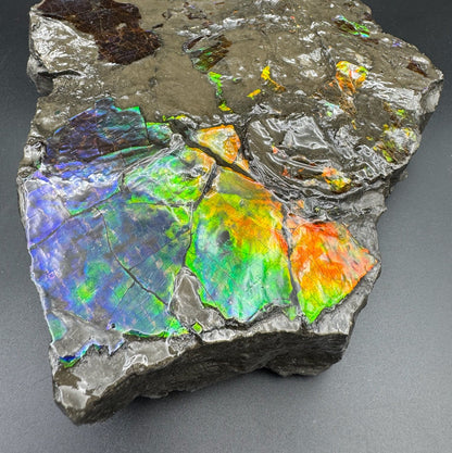 Ammolite 6