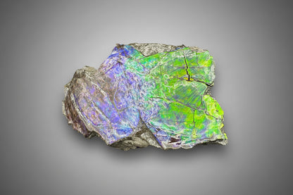 Ammolite 4