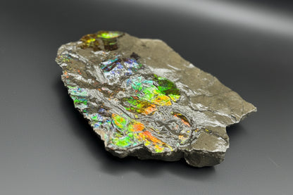 Ammolite 5