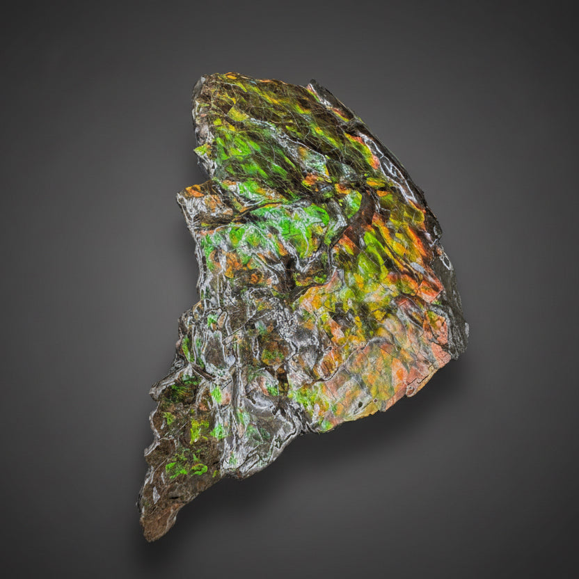 Ammolite 3