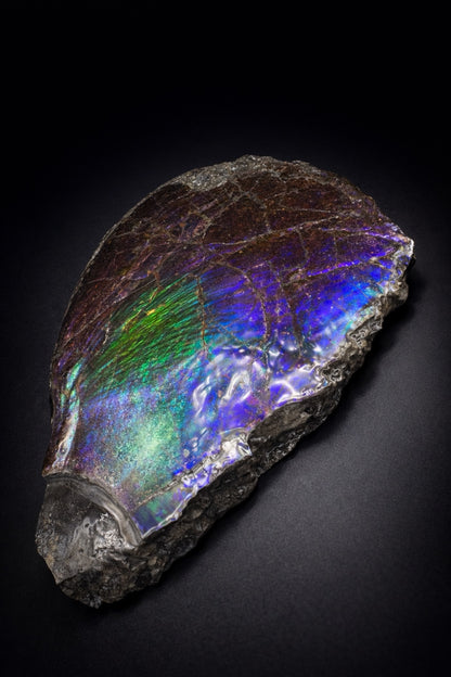 Ammolite 7
