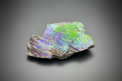 Ammolite 4