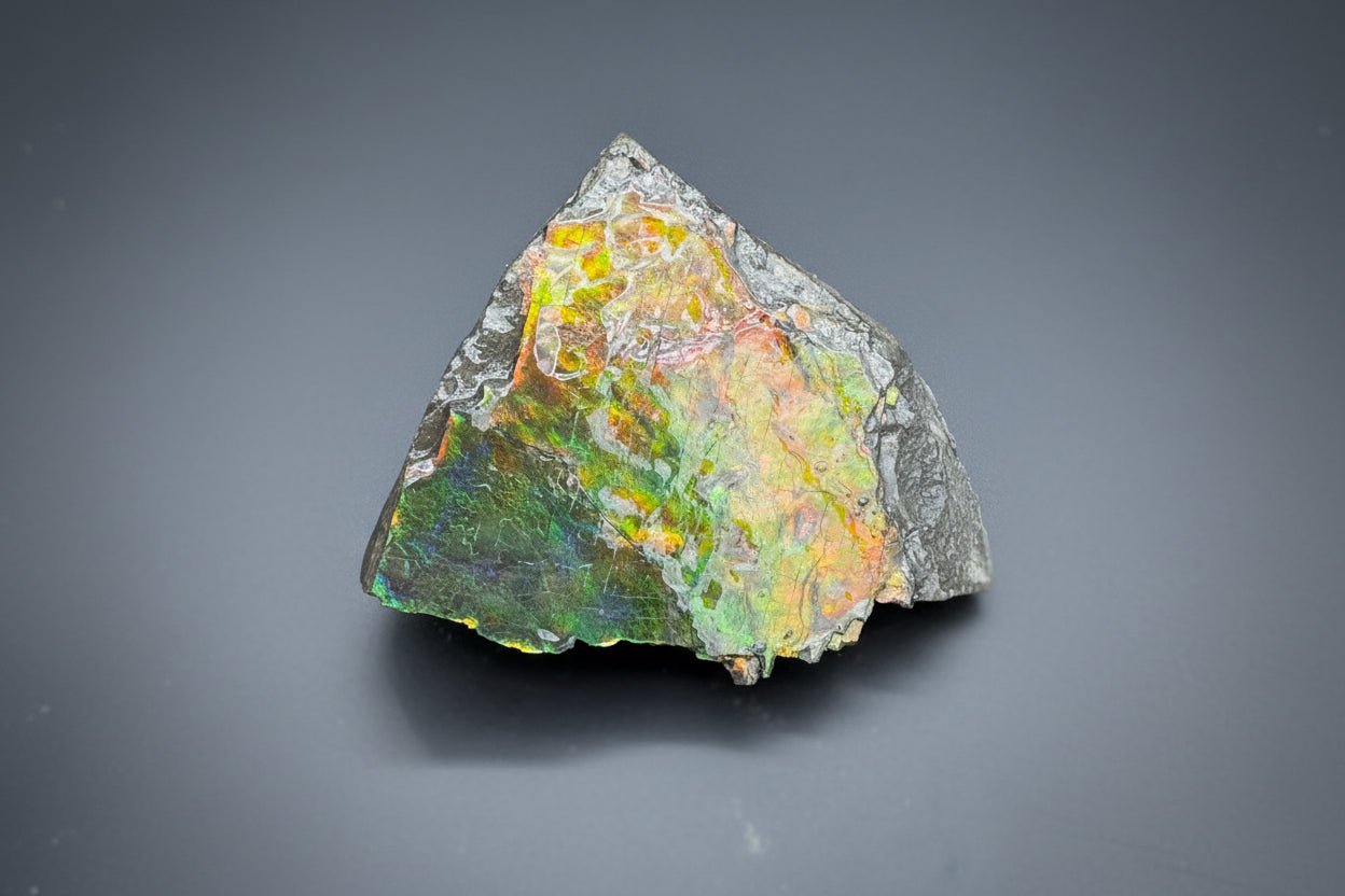 Ammolite 1