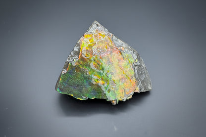 Ammolite 1