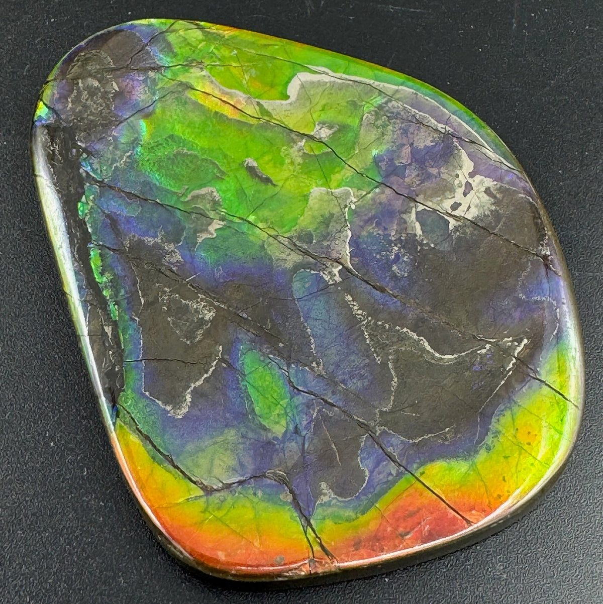 Large Collectors Ammolite – Rare Ammolite Gemstone Ammolite