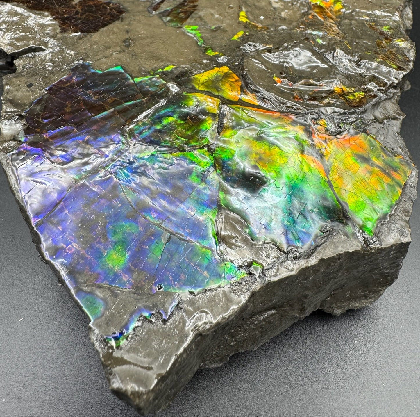 Ammolite 6