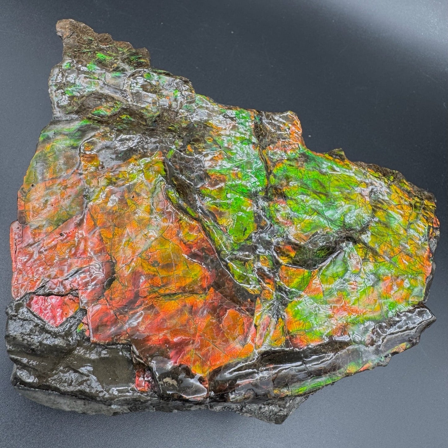 Ammolite 3