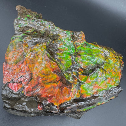 Ammolite 3