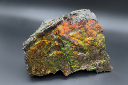 Ammolite 3