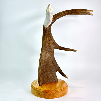 Second Flight - Moose Antler