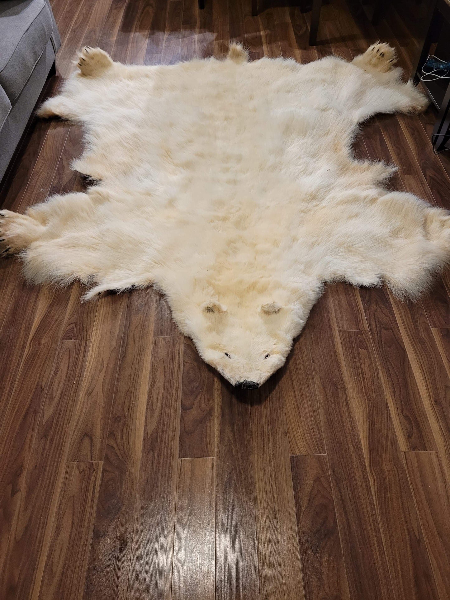 Polar Bear Fur Hide