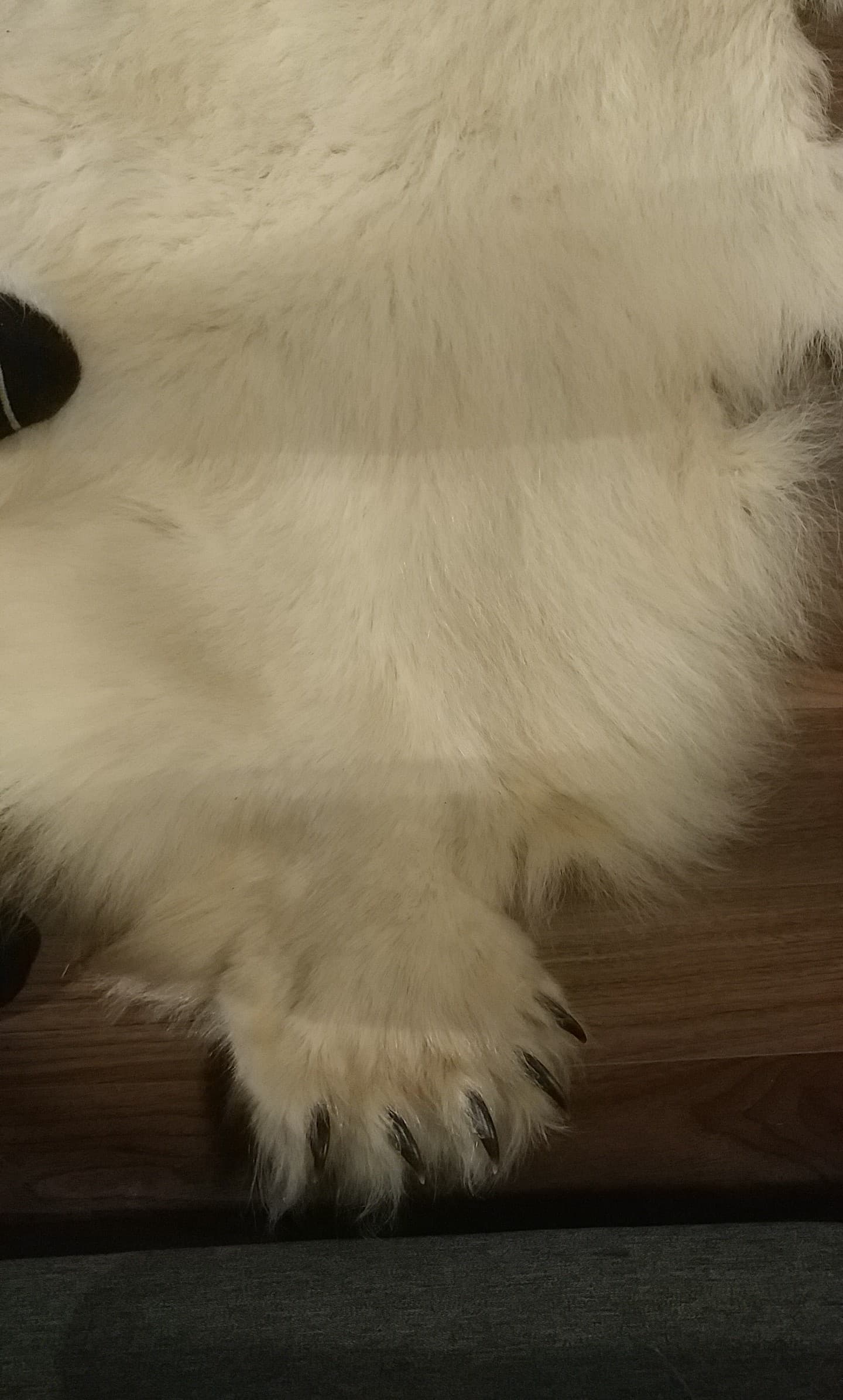Polar Bear Fur Hide