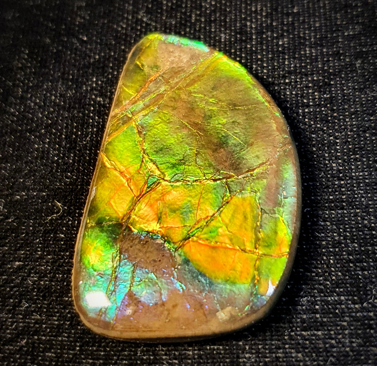 Sail – AmmoliteColor: Green, Gold Ammolite