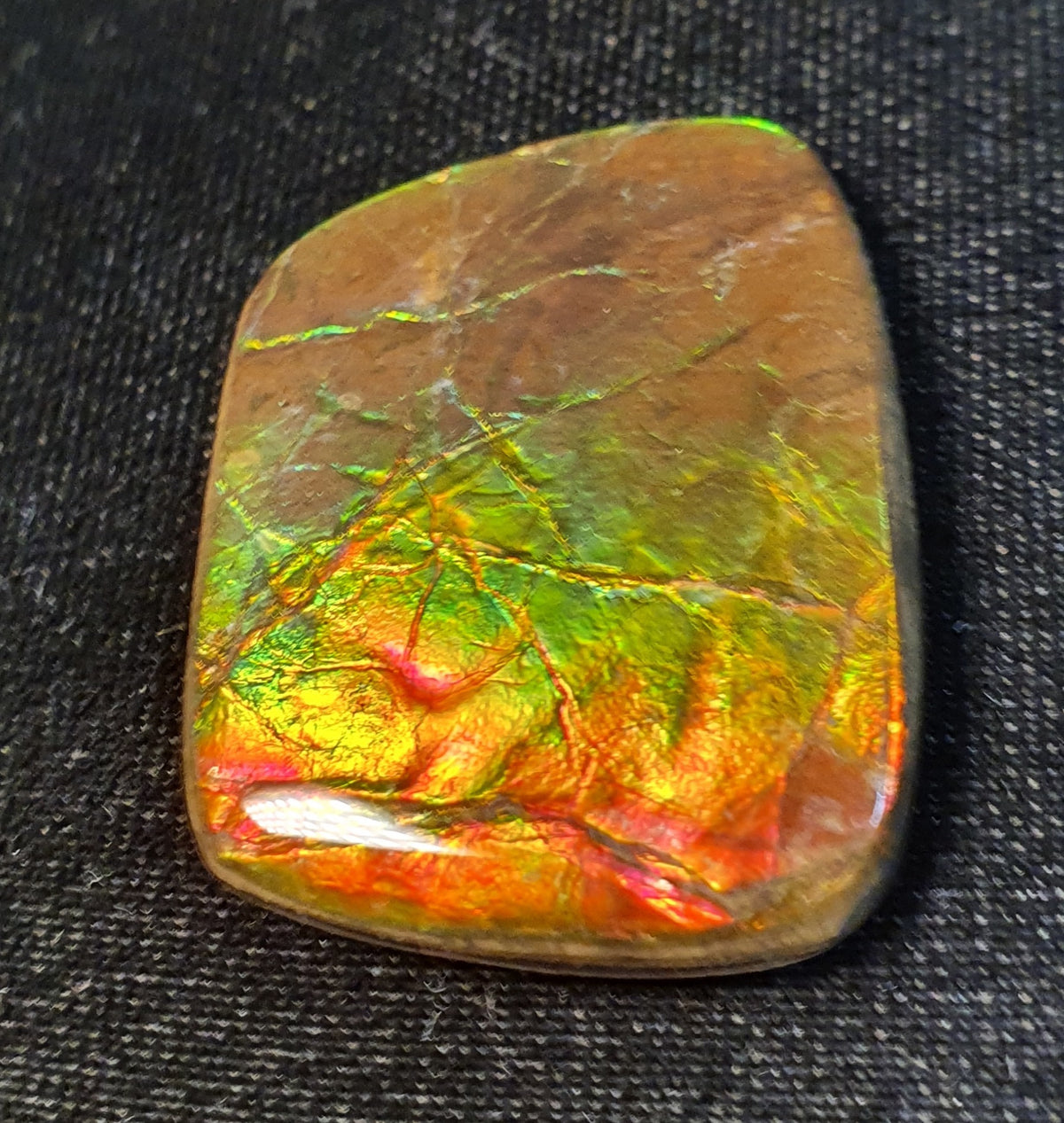 Ammolite Shell – AmmoliteColor: Red, Green Ammolite