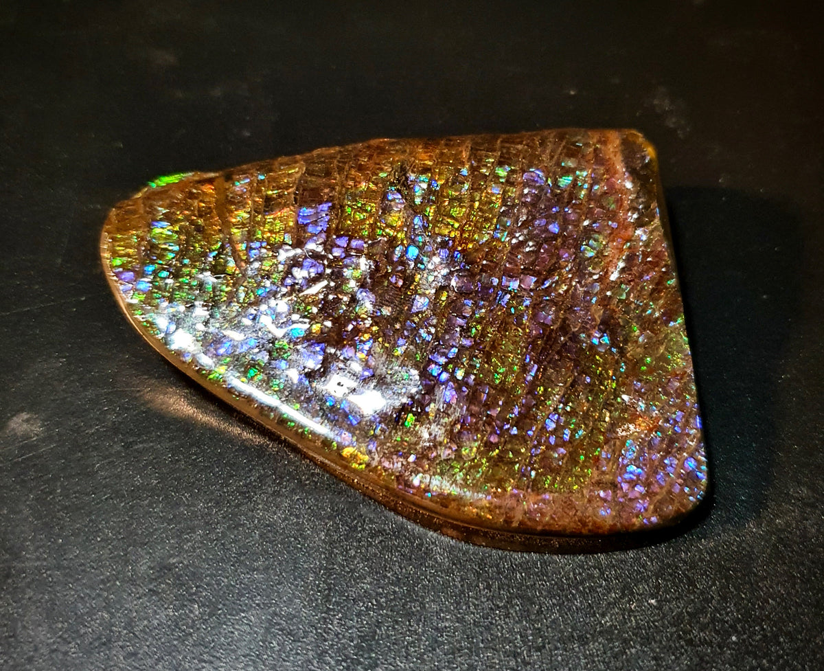 Shelldazzle – Ammolite