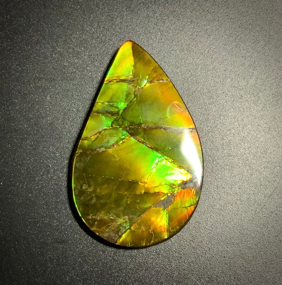 Ammolite Shell – AmmoliteColor: Green, Gold Ammolite