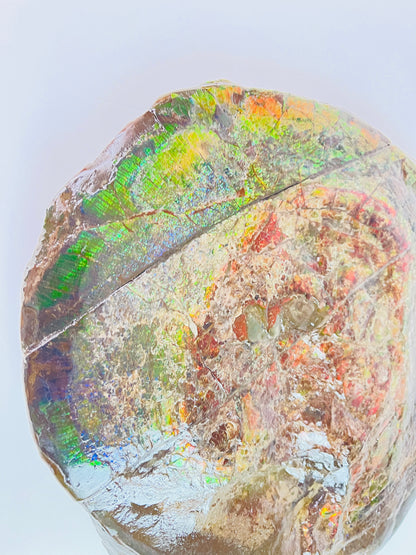 Ammolite Specimen - Rainbow Color Dragonskin Ammolite Gemball