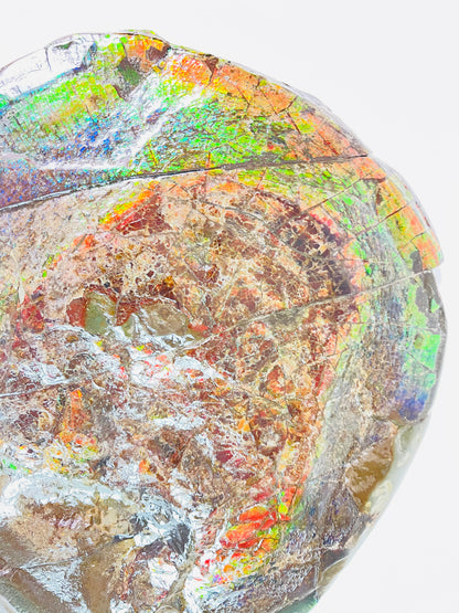 Ammolite Specimen - Rainbow Color Dragonskin Ammolite Gemball