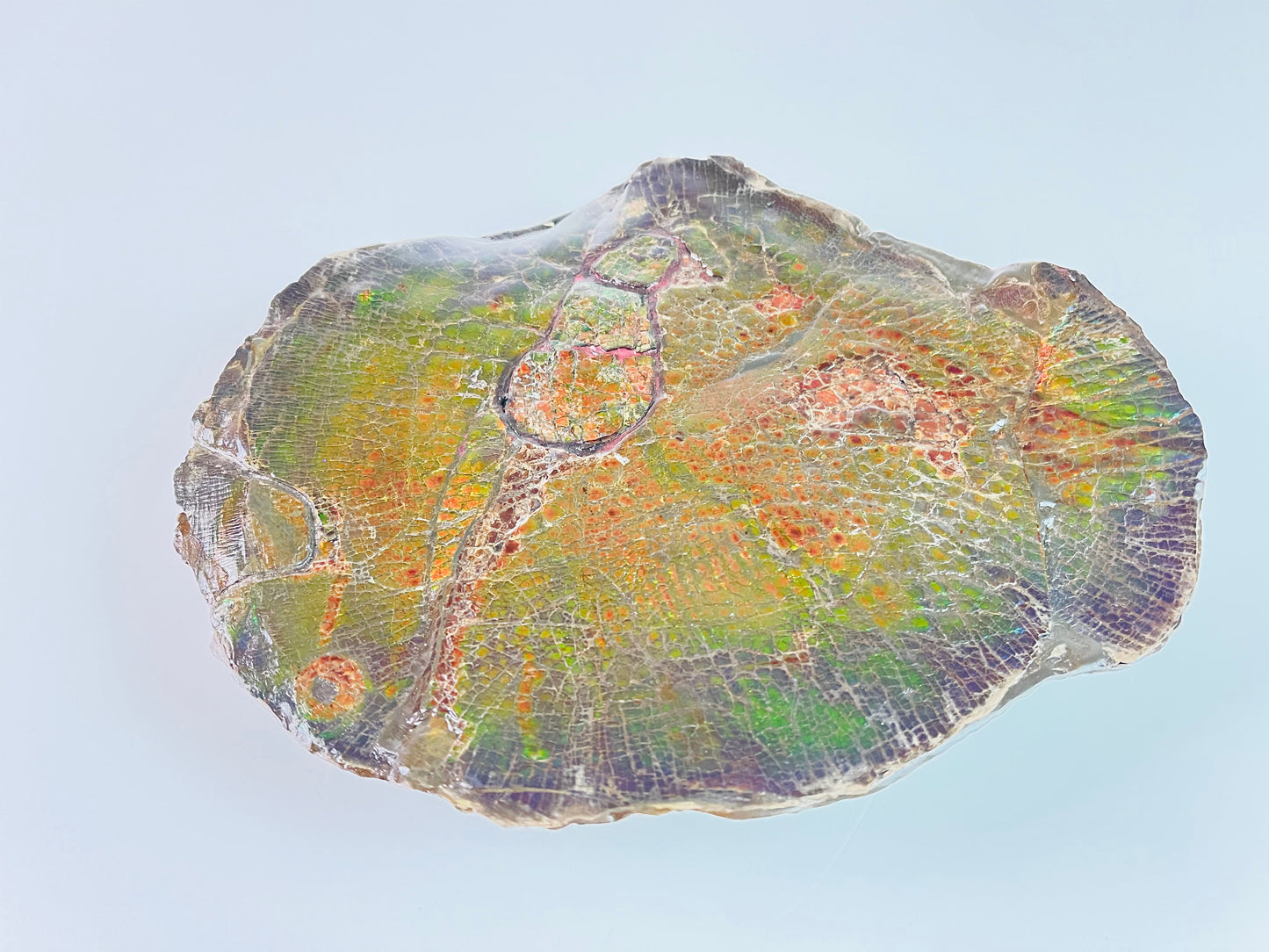 Ammolite Art - Tropical Fish