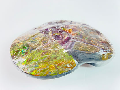 SOLD - Ammolite Fossil - Rare purple color Placenticeras Intercalare