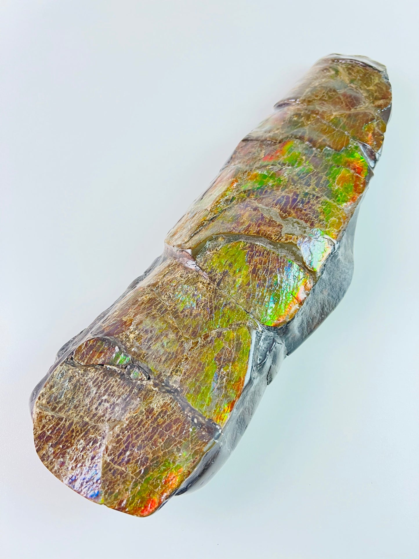 Ammolite Fossil - dragonskin rainbow color Baculite - extremely rare