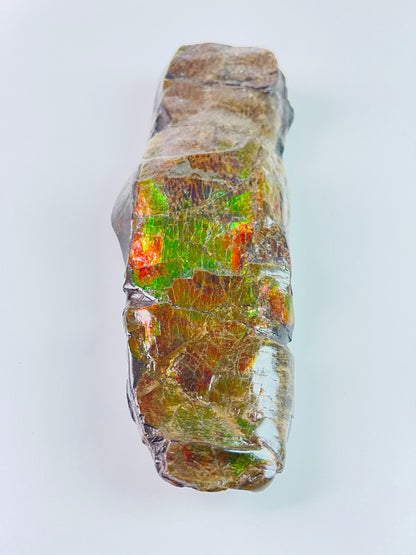 Ammolite Fossil - dragonskin rainbow color Baculite - extremely rare