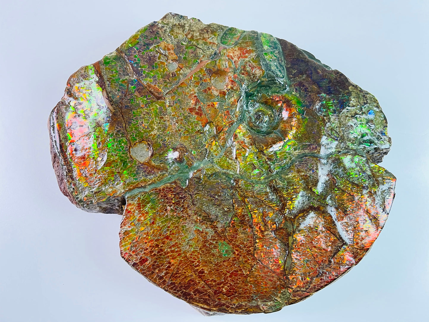 SOLD - Ammolite Art - Boykosaurus Dino Specimen w/ rainbow colors & mosasaur bites