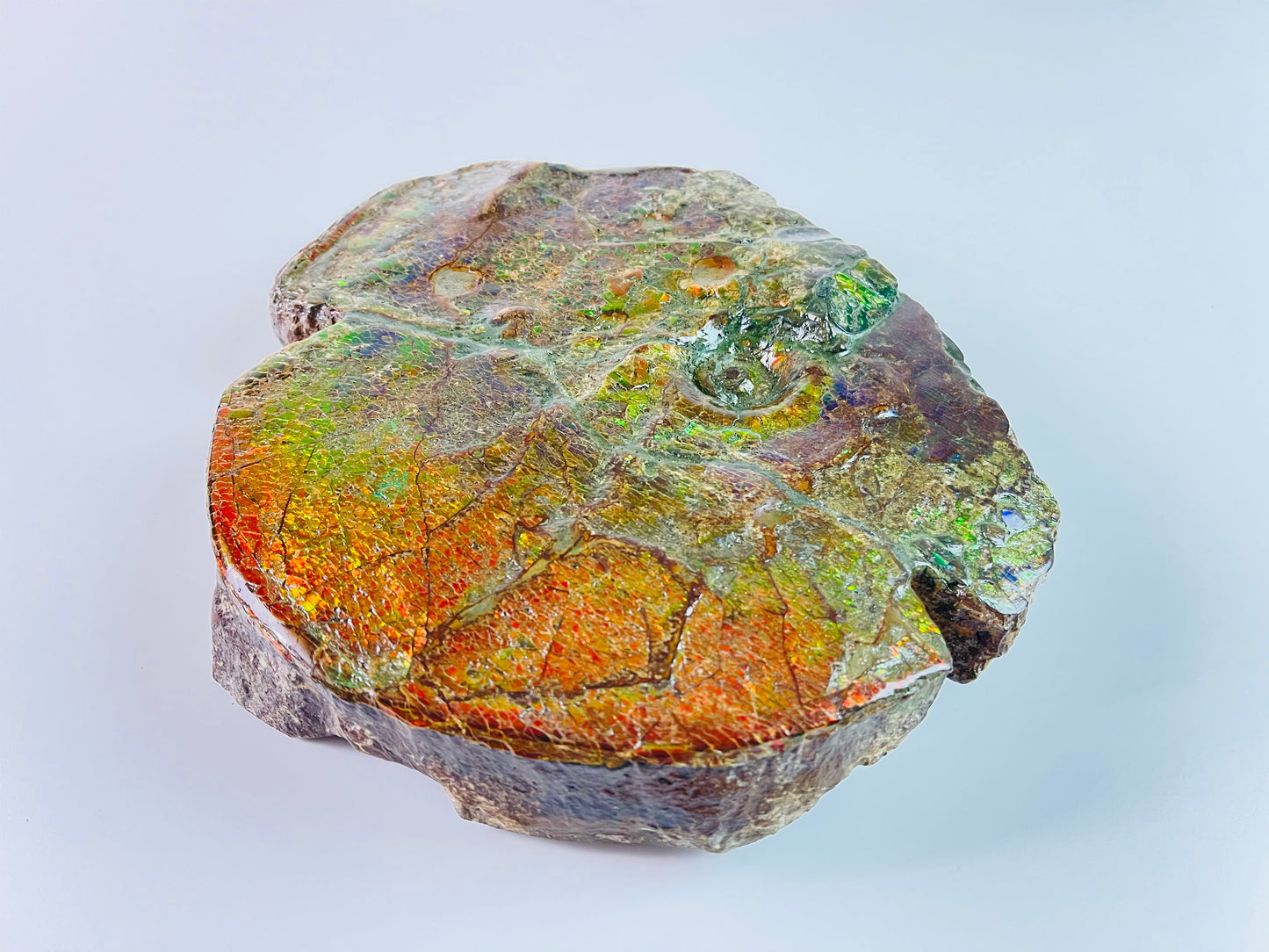 SOLD - Ammolite Art - Boykosaurus Dino Specimen w/ rainbow colors & mosasaur bites