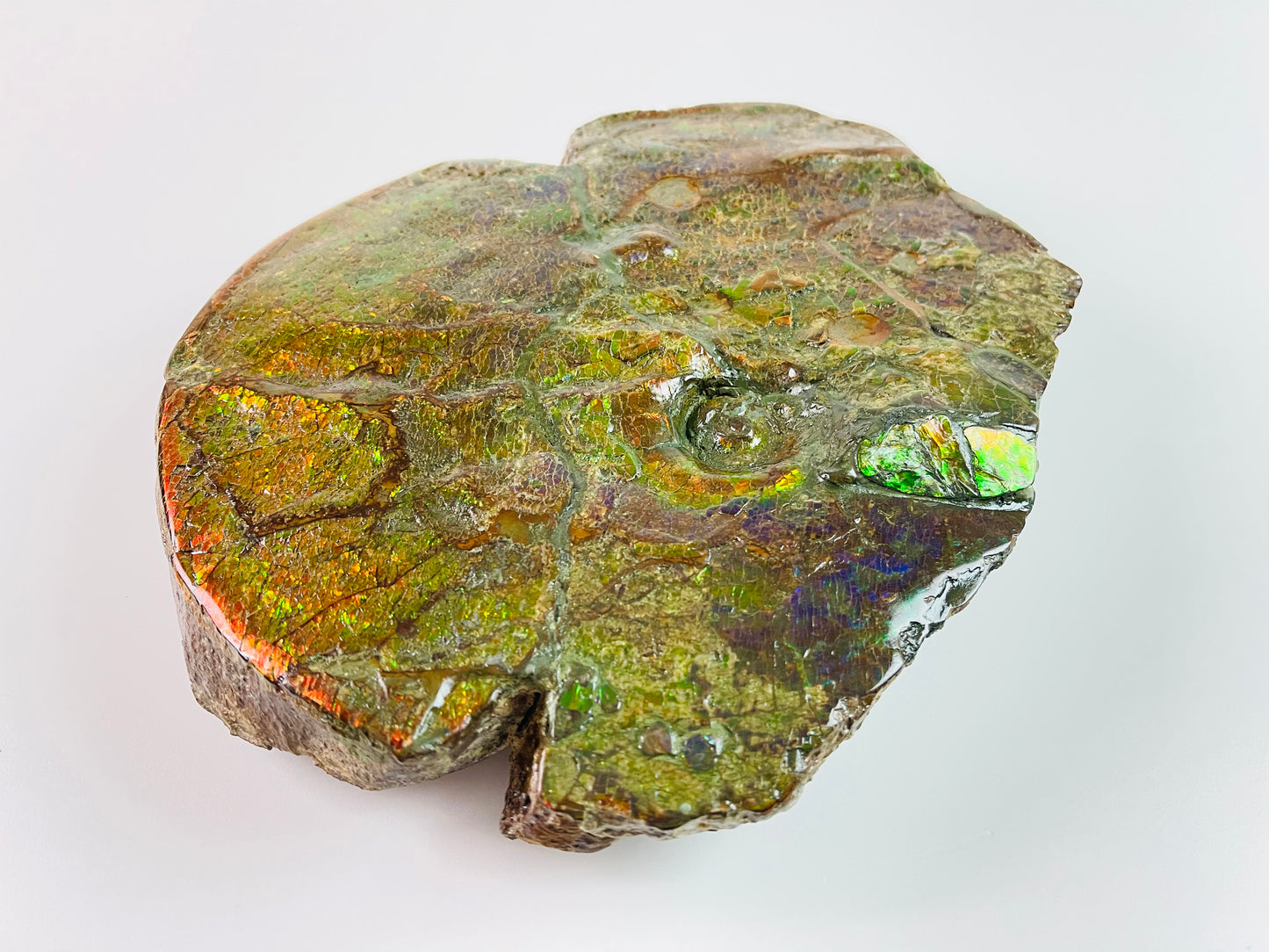 SOLD - Ammolite Art - Boykosaurus Dino Specimen w/ rainbow colors & mosasaur bites