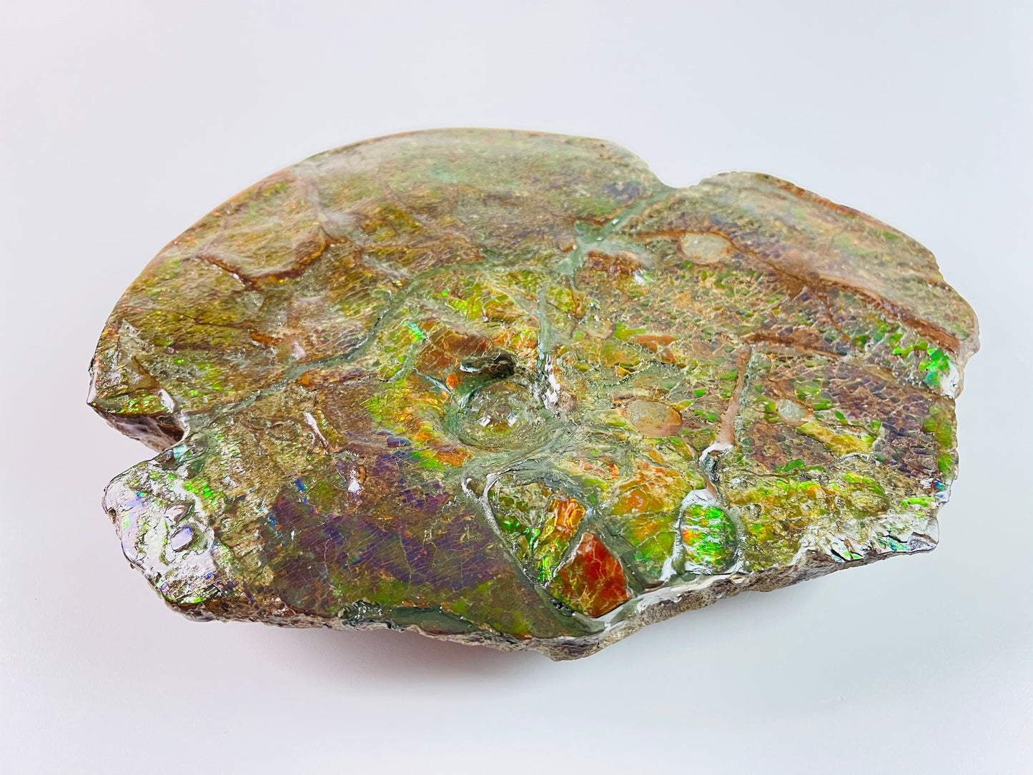 SOLD - Ammolite Art - Boykosaurus Dino Specimen w/ rainbow colors & mosasaur bites