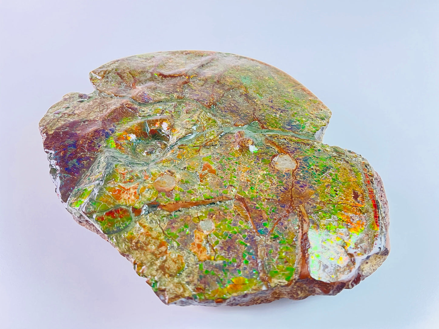 SOLD - Ammolite Art - Boykosaurus Dino Specimen w/ rainbow colors & mosasaur bites