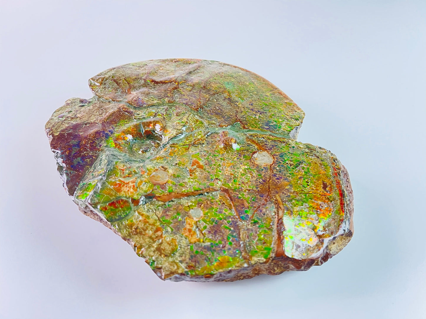 SOLD - Ammolite Art - Boykosaurus Dino Specimen w/ rainbow colors & mosasaur bites