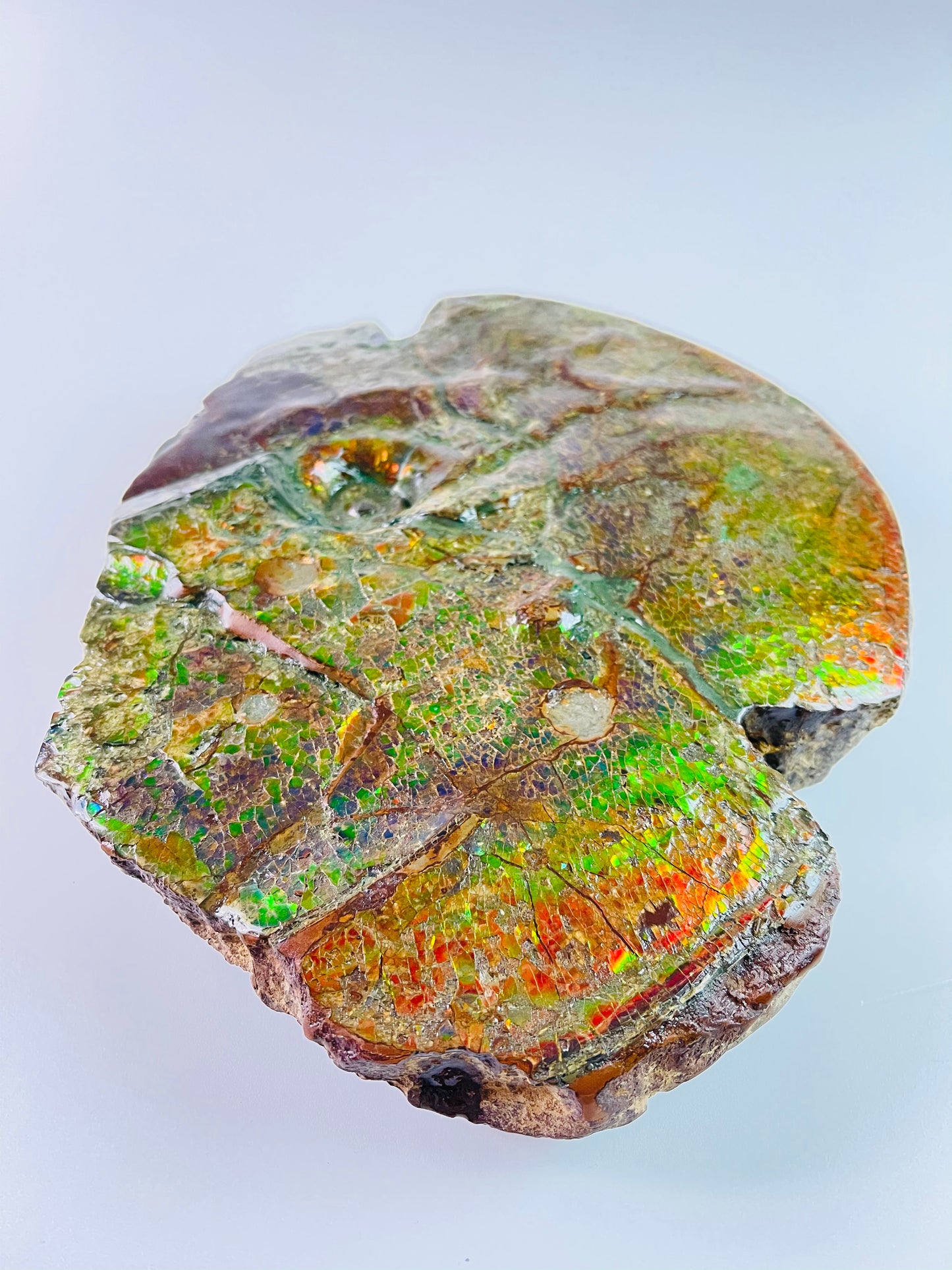 SOLD - Ammolite Art - Boykosaurus Dino Specimen w/ rainbow colors & mosasaur bites