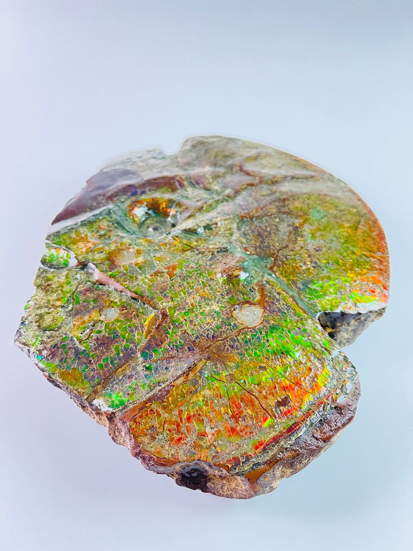 SOLD - Ammolite Art - Boykosaurus Dino Specimen w/ rainbow colors & mosasaur bites