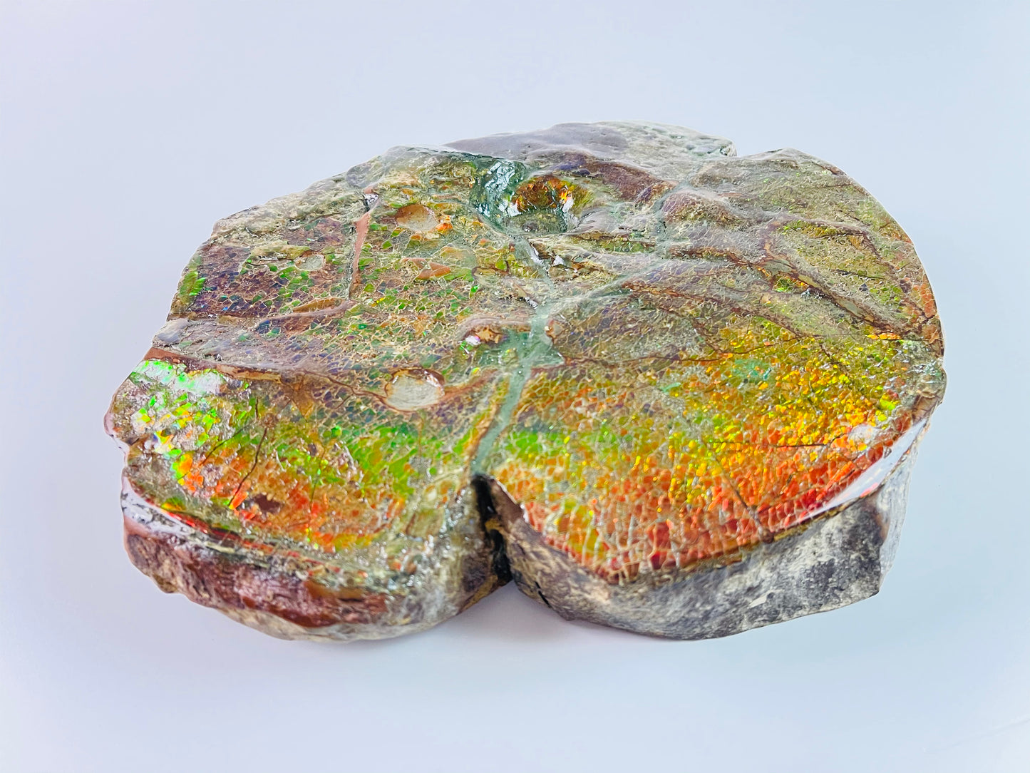 SOLD - Ammolite Art - Boykosaurus Dino Specimen w/ rainbow colors & mosasaur bites