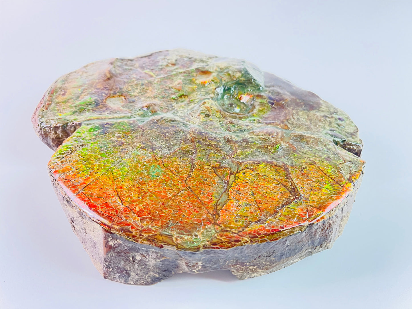 SOLD - Ammolite Art - Boykosaurus Dino Specimen w/ rainbow colors & mosasaur bites