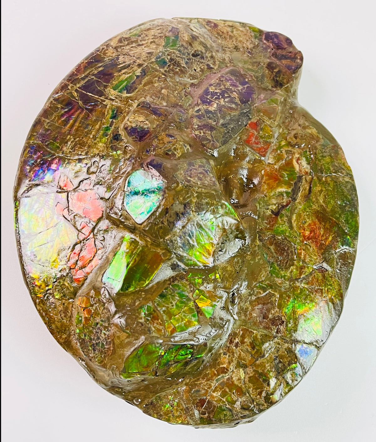Frankenstone – Ammolite
