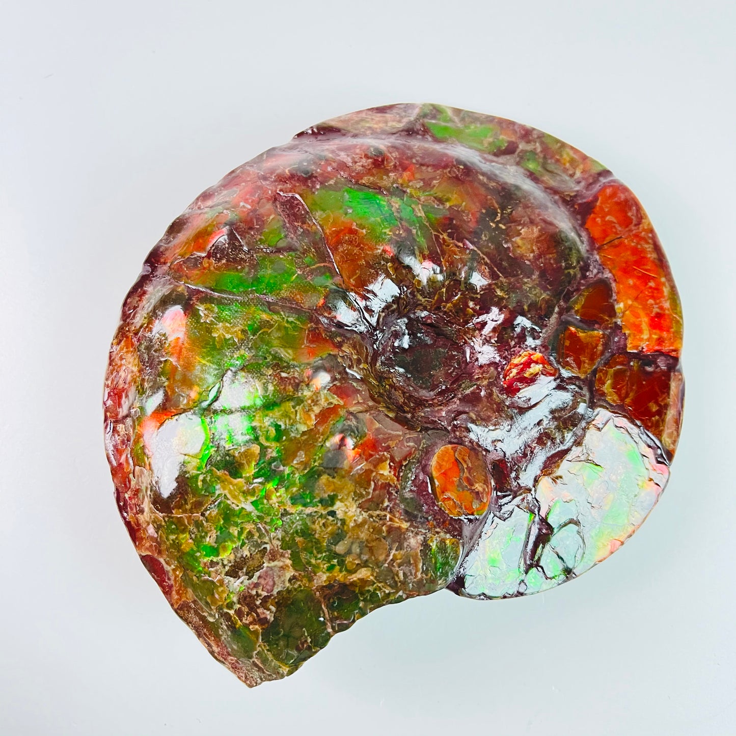 SOLD - Ammolite Fossil - Red green color  Placenticeras Intercalare