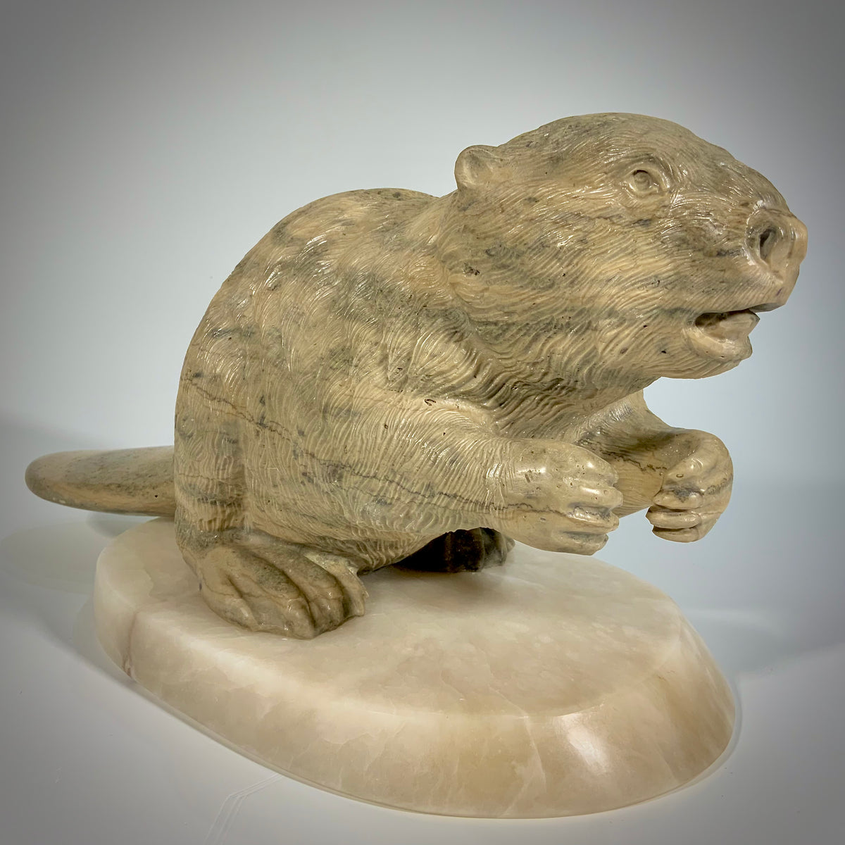 Canadian Beaver Detailed