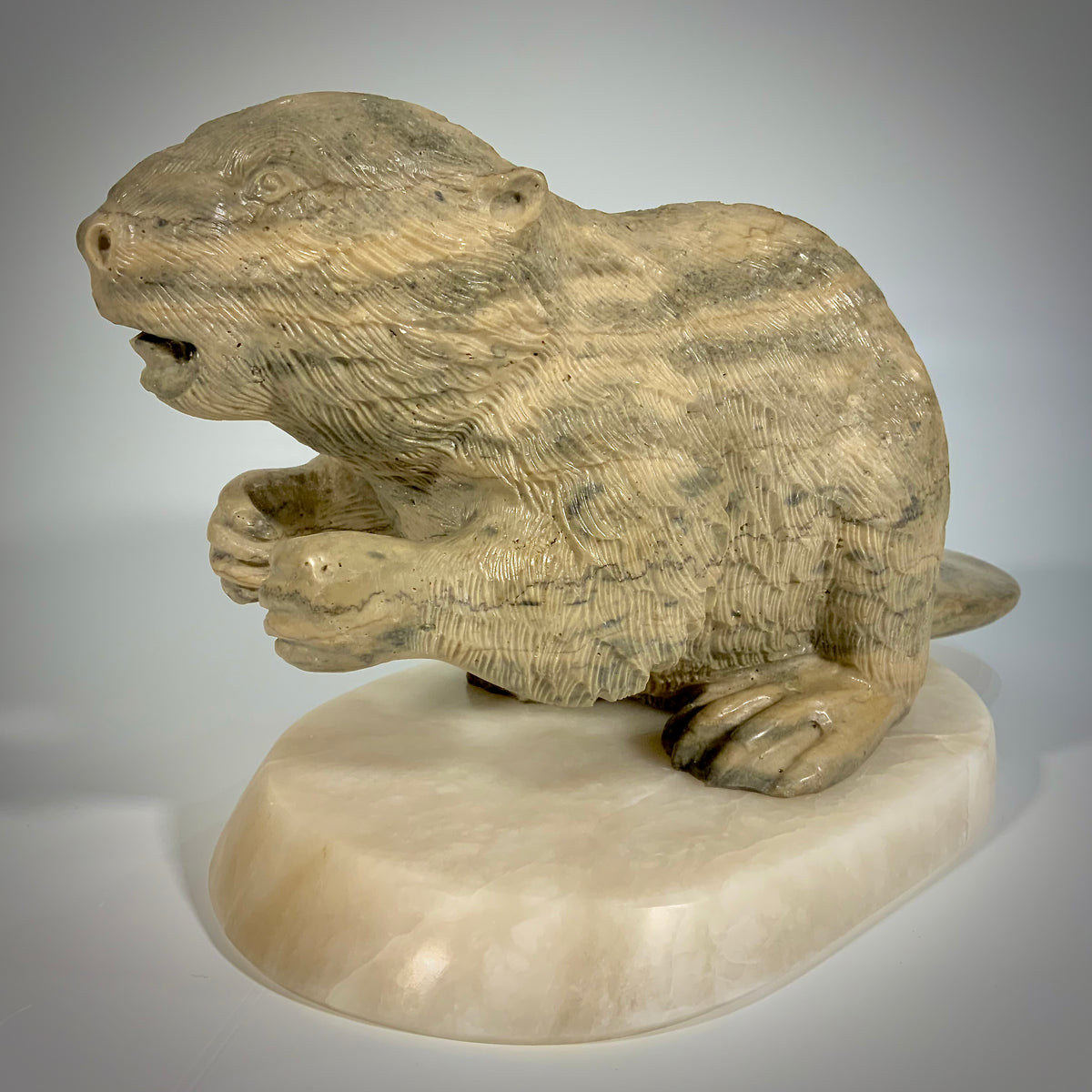 Canadian Beaver Detailed