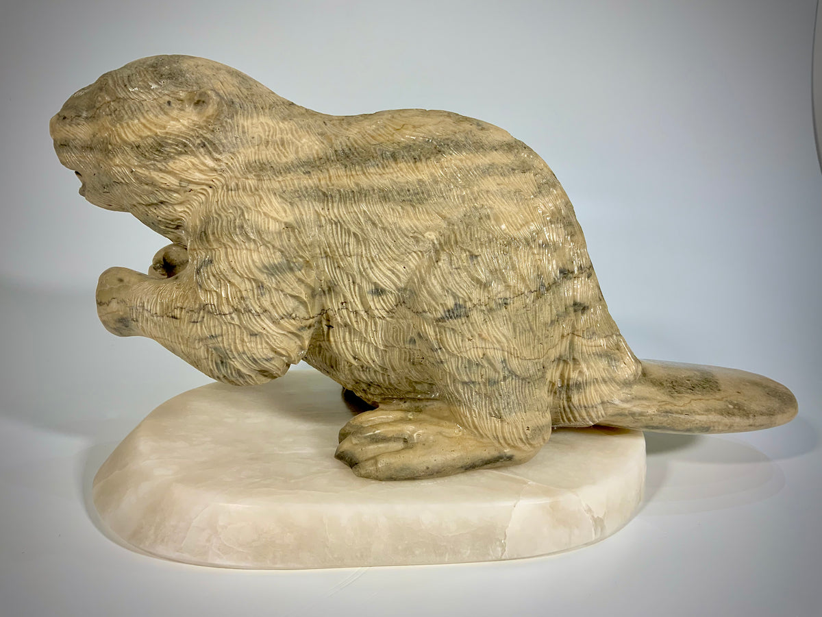 Canadian Beaver Detailed