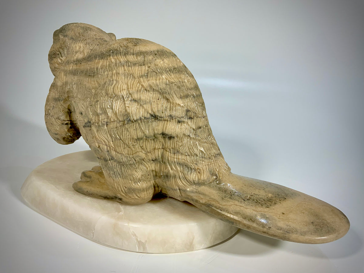 Canadian Beaver Detailed