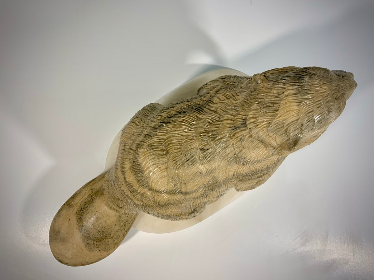 Canadian Beaver Detailed