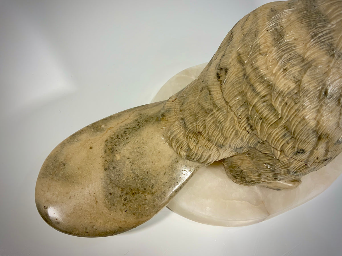 Canadian Beaver Detailed