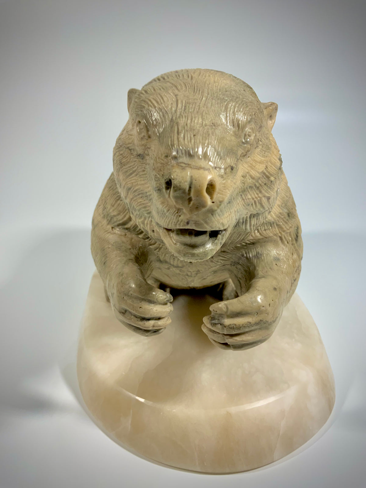 Canadian Beaver Detailed