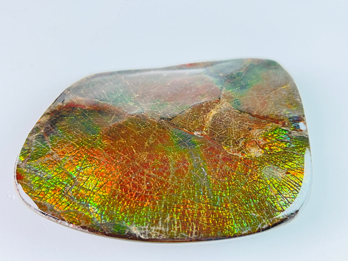 Stone Sunset – Ammolite