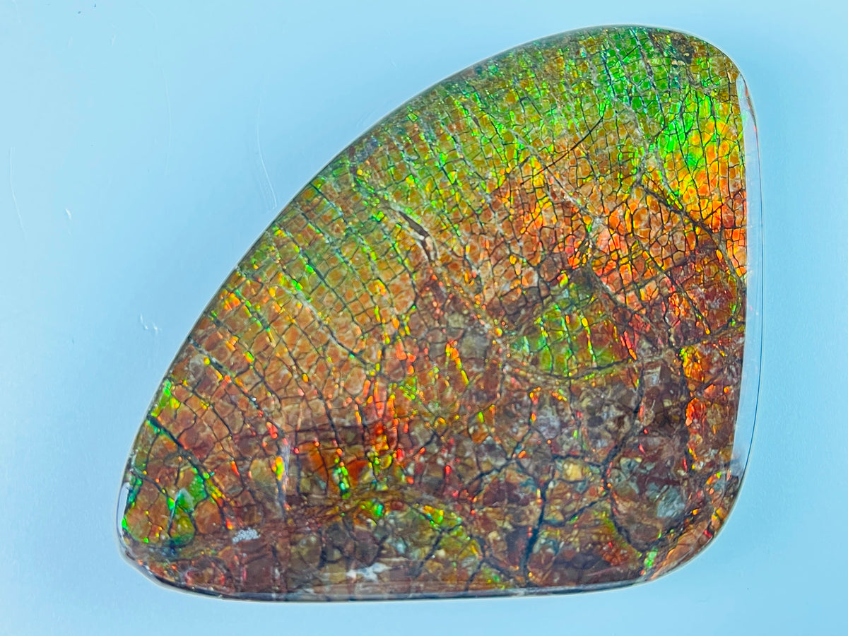 Dragon Eye - Large – Ammolite