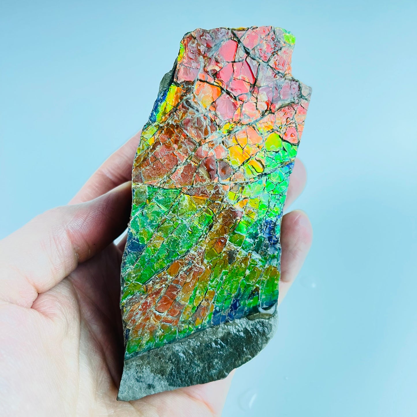 Ammolite - Stained Glass Picture