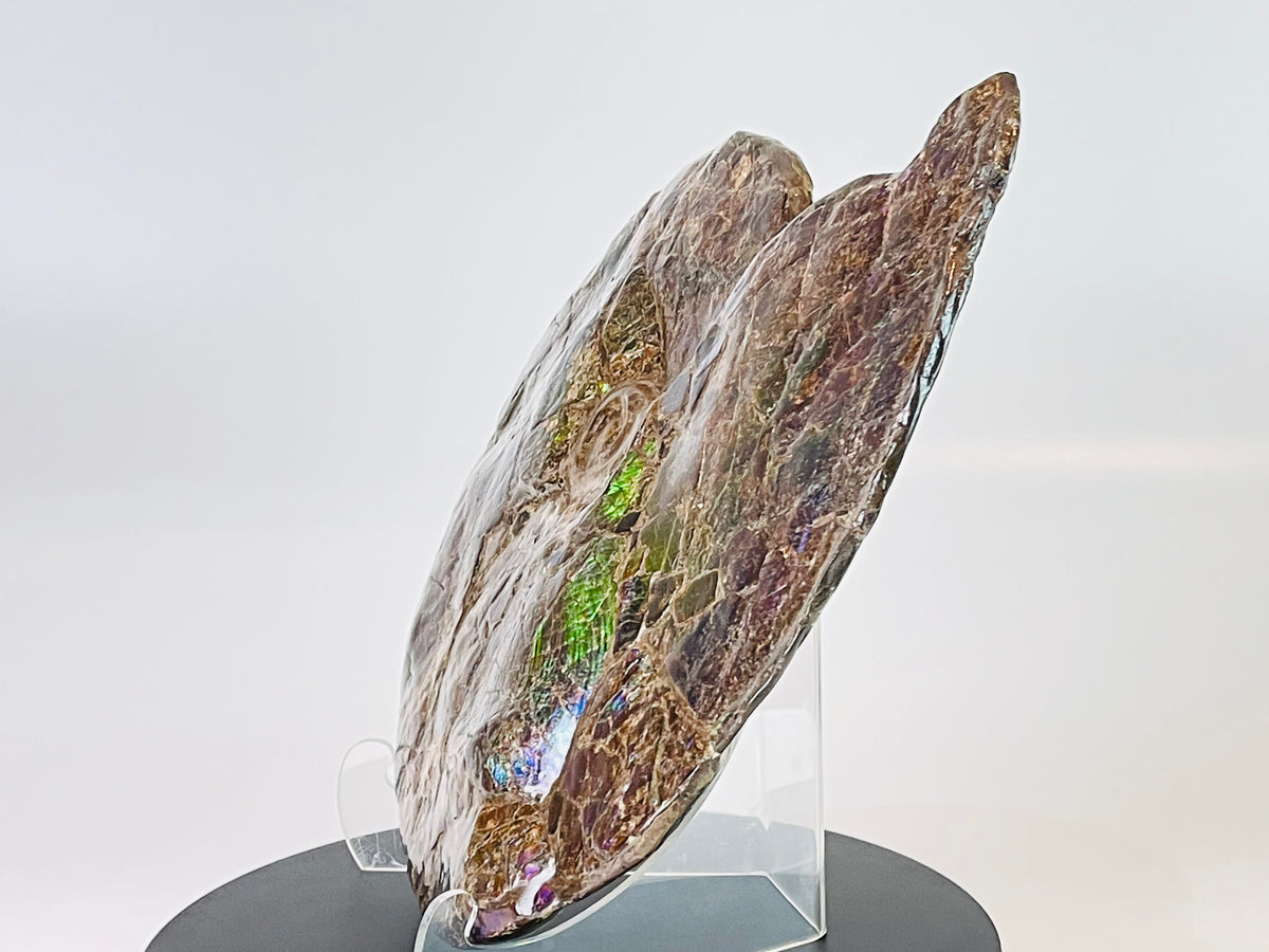 Eddie the Ammolite